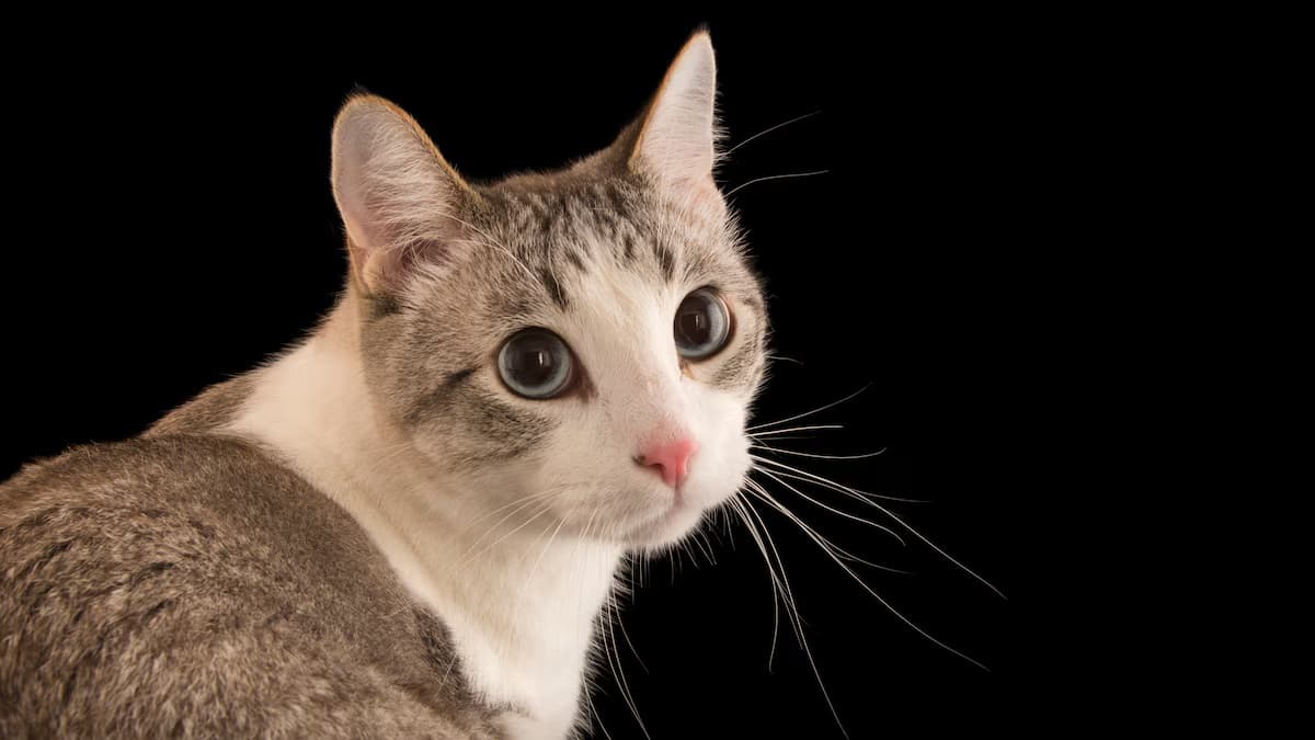 Amelia Clarke review image