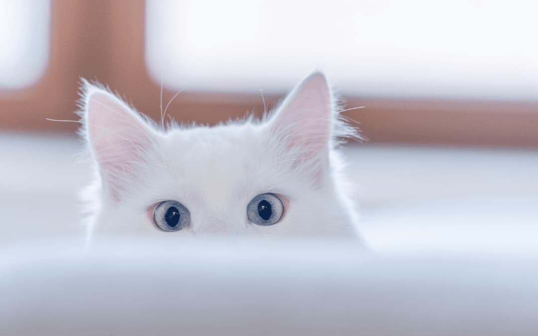 Oliver Dupont review image